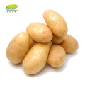 Price Of Fresh Potatoes Products China